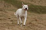 DOGUE ARGENTIN 230